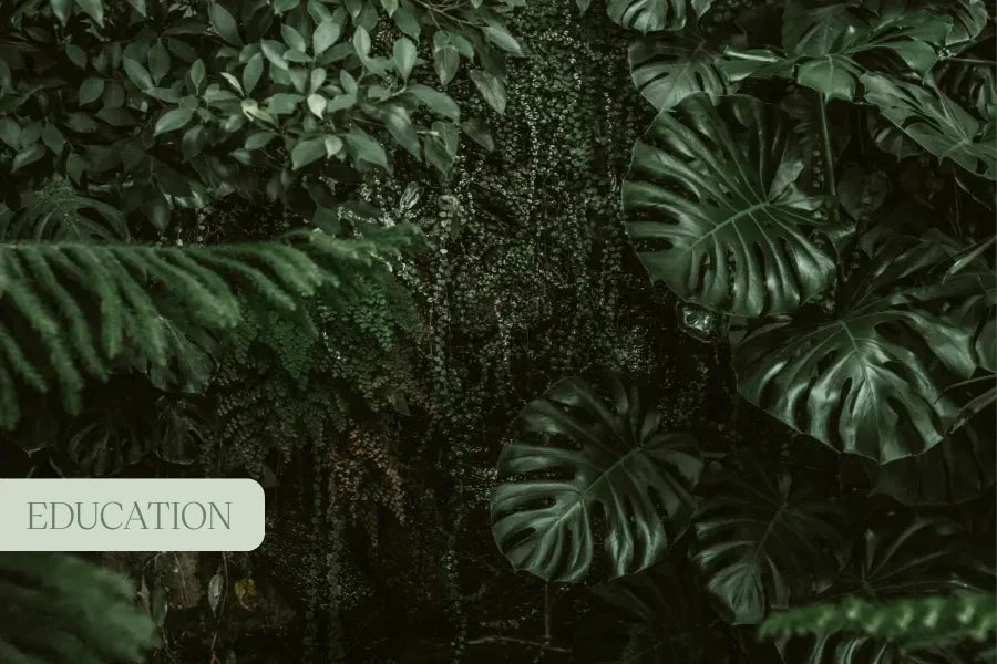 Beyond THC and CBD – The Minor Cannabinoids Playing a Major Role