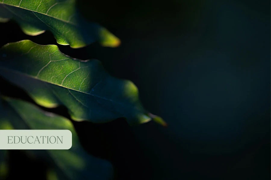 Chew Your Medicine: A Cleaner Way to Consume.