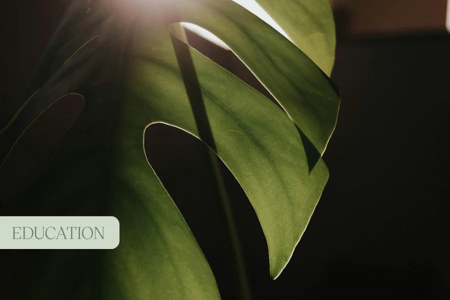 Introduction to Natural Therapies