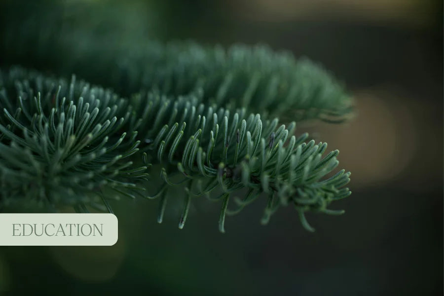 Unlocking the Potential of Medicinal Cannabis in Epilepsy