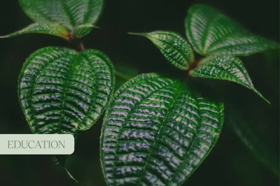 The World of Cannabinoids: Nature’s Medicinal Compounds