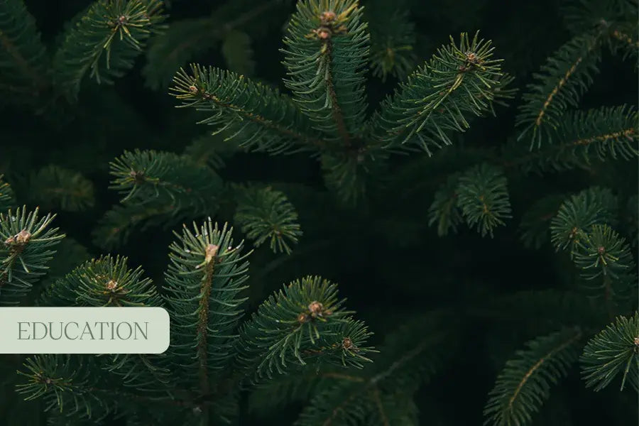 The Aromatic Alchemy: Unveiling the Wonders of Terpenes